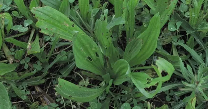 Holes caused by caterpillars in plantain leaves