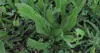 Holes caused by caterpillars in plantain leaves
