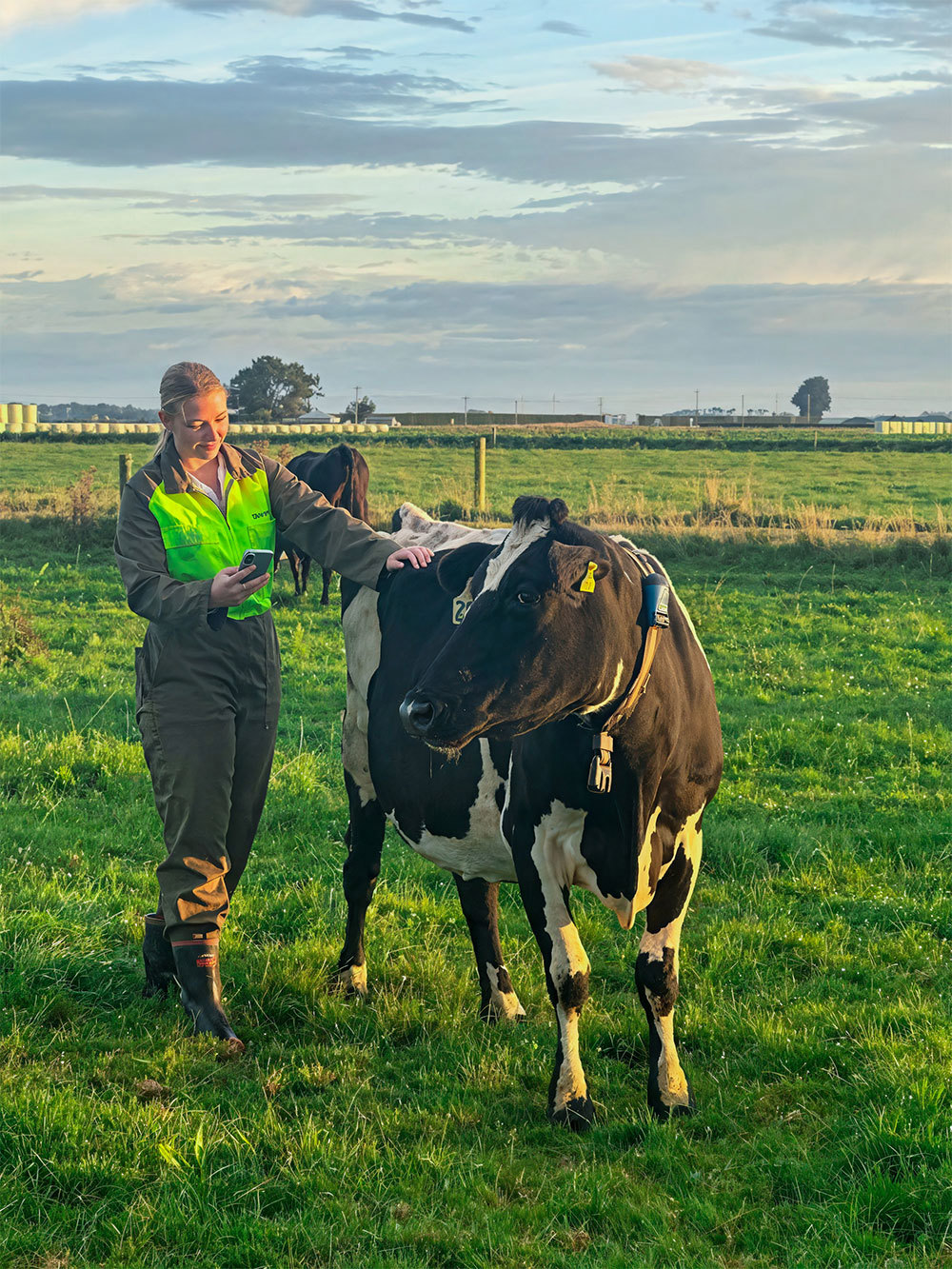Winter Smarts Transition Cow Care And Feeding 1000X1333