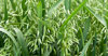 Green cereal oat