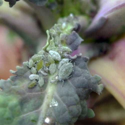 Cabbage grey aphids