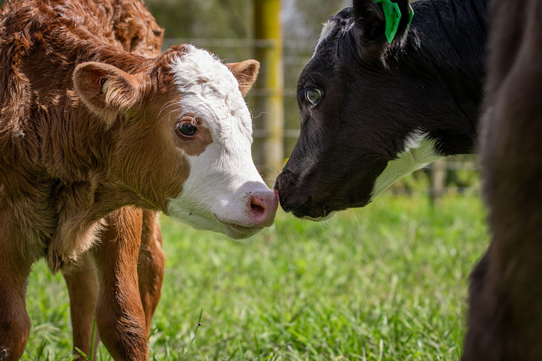 Dairy And Dairybeef Calf Being Friendly