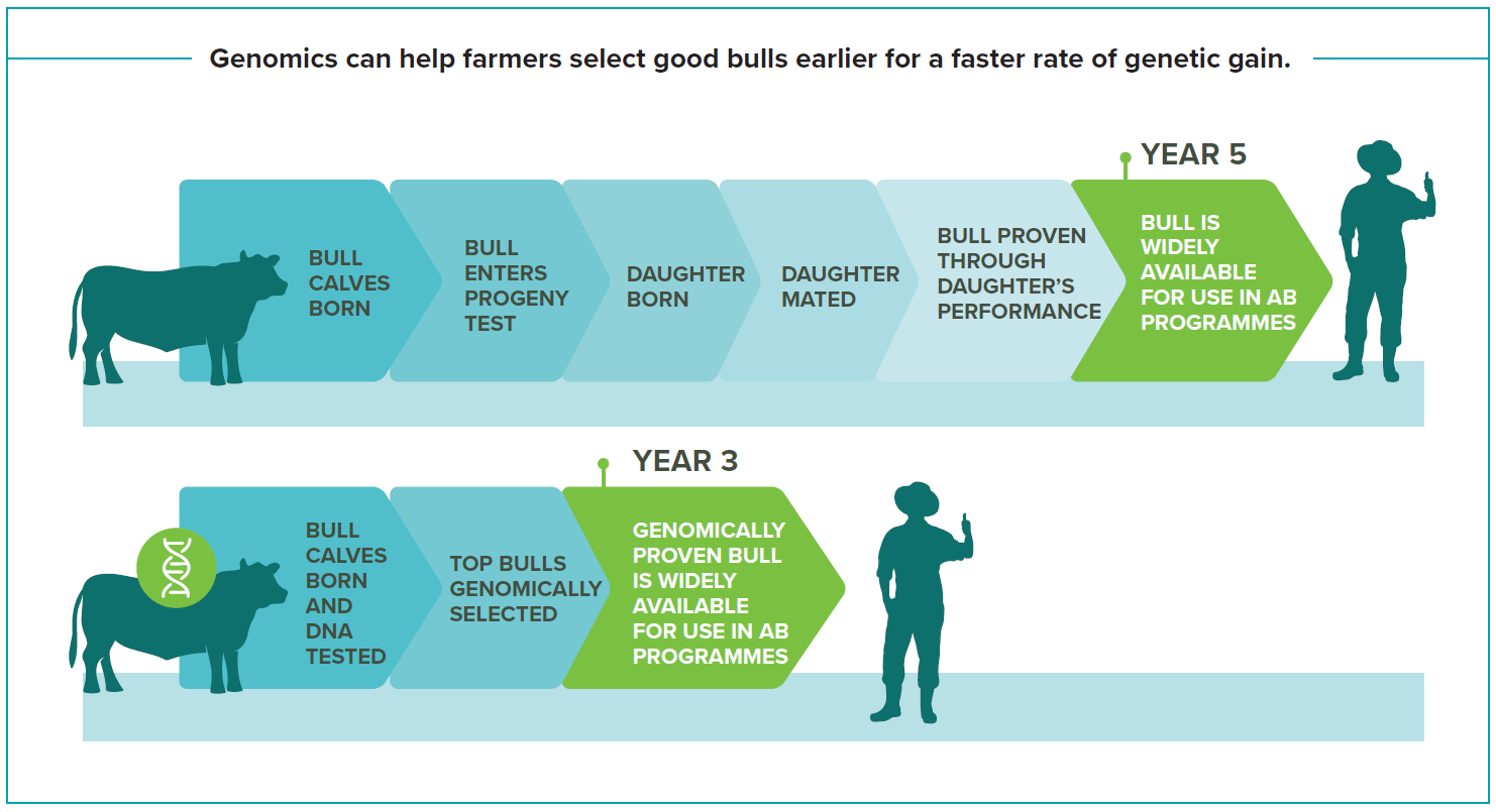 Genetic gain infographic