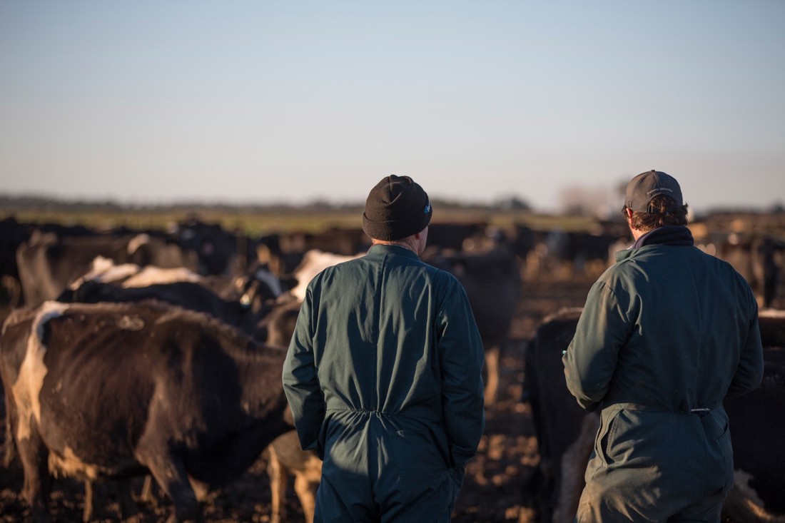 Two dairy farmers in a winter paddock with their dairy cows