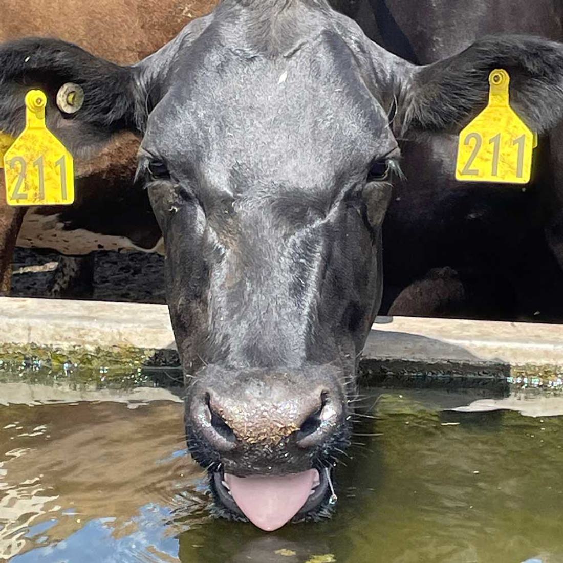 Inside Dairy November 2025 January 2026 Working Towards Cooler Cows Cow Drinking Sq