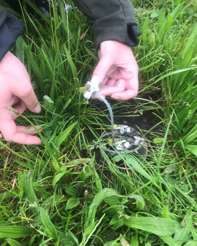 Lincoln Massey Plantain Measuring Nitrogen Image