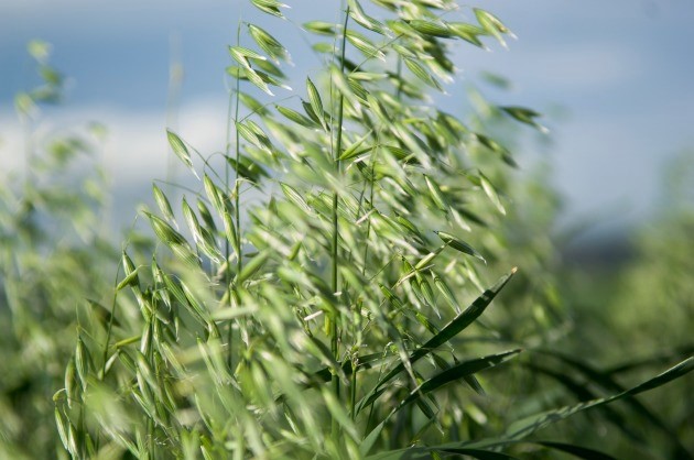 Oats used as a catch crop to reduce nitrate leaching