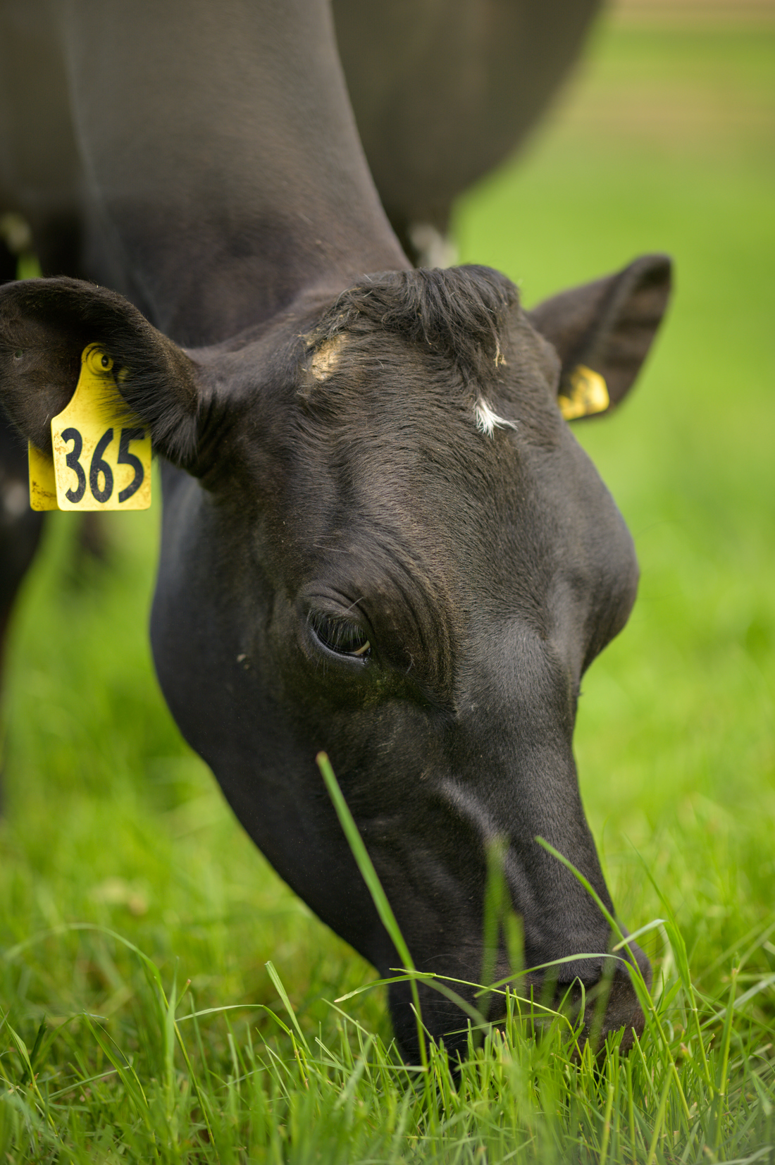 A closeup photo of a tagged cow grazing over grass