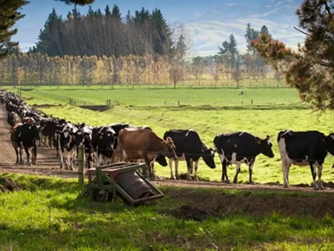 Cows Race