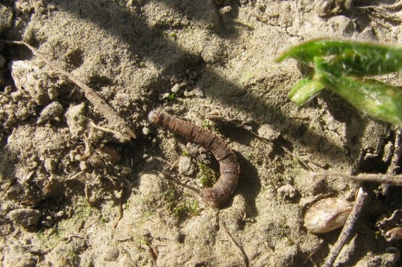 Pest Plantain moth catapiller