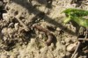 Pest Plantain moth catapiller