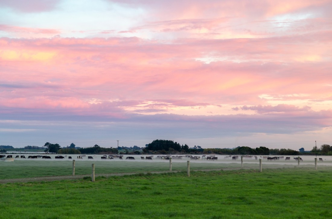 A soutern dairy hub paddock of cows at sunrise with mist at ground level