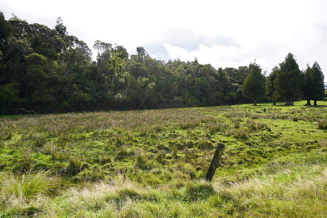Riparian And Wetland Restoration Taranaki Image4 1500X1000