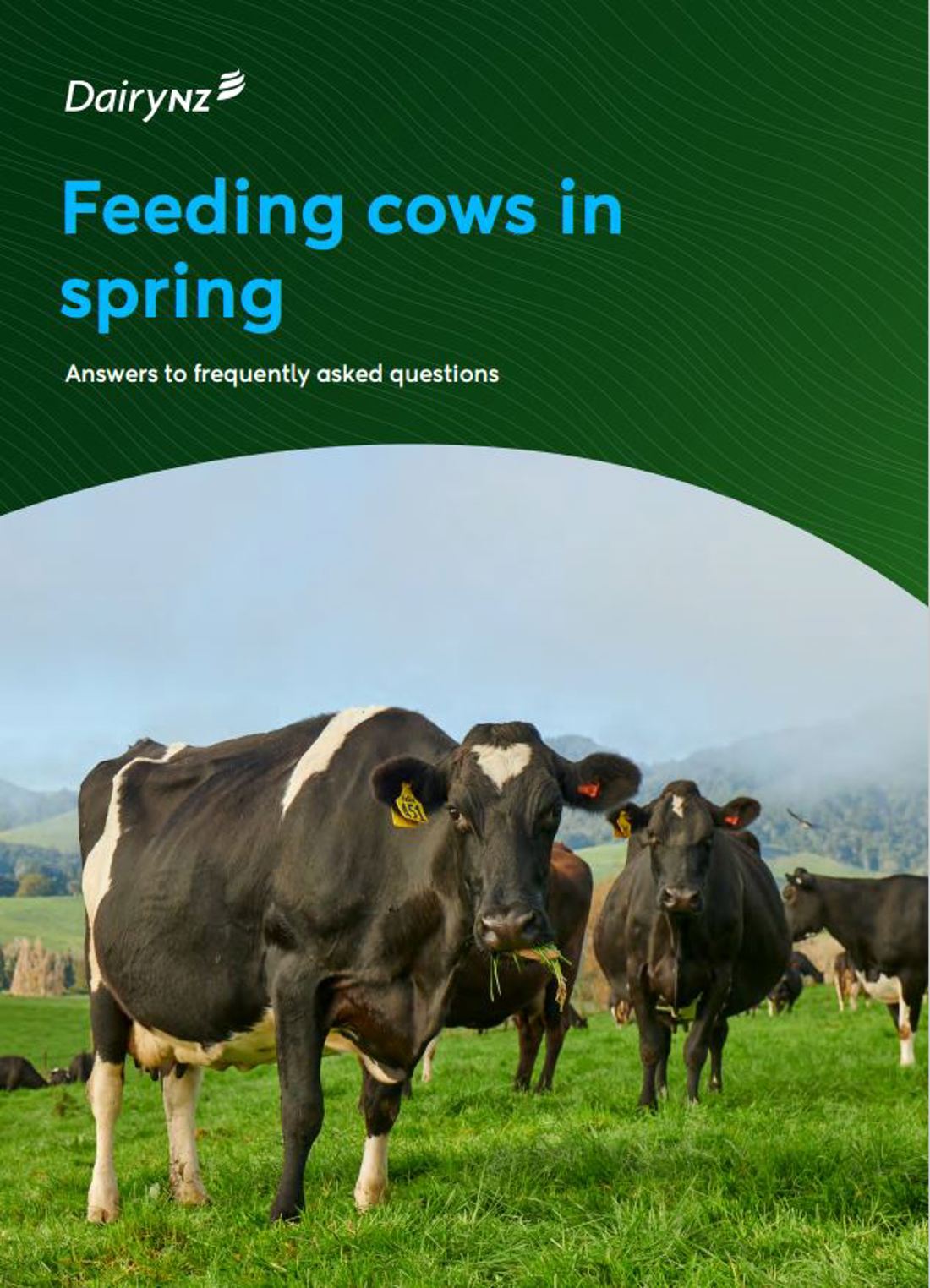 Feeding Cows In Spring Image
