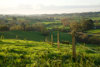 A green paddock with fence and healthy grasses with rolling hills in the background