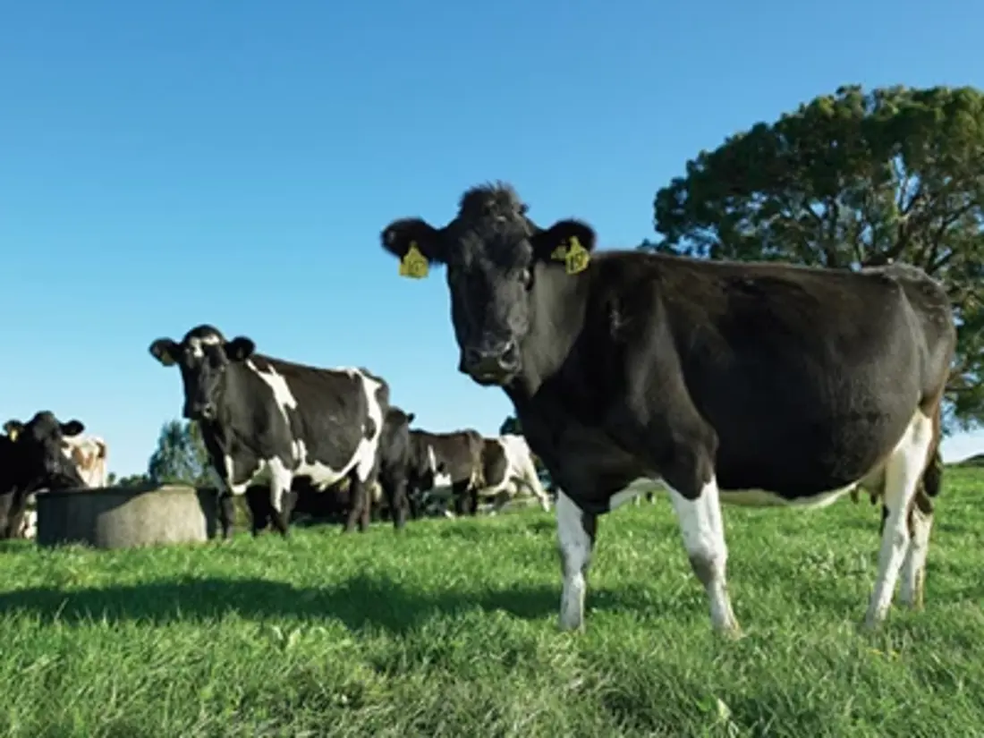 Transition Cow Pod (1)