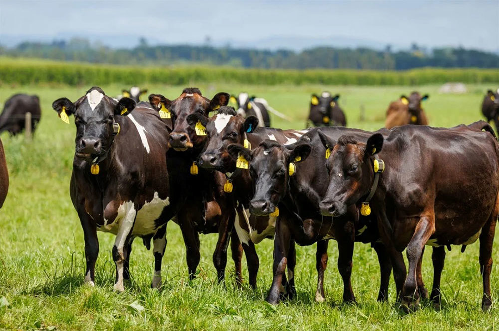 Mastitis Detection Technology Herd Wearing Collars 1000Wide