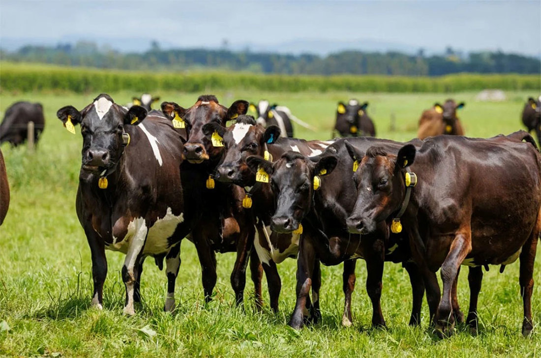 Mastitis Detection Technology Herd Wearing Collars 1000Wide