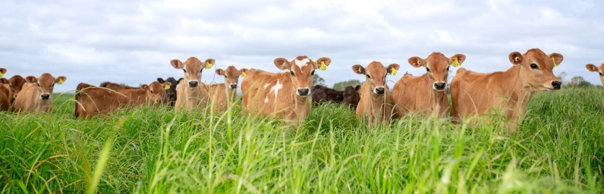 Jersey calves in a grass paddock on the Irwin dairy farm in Inglewood, New Zealand