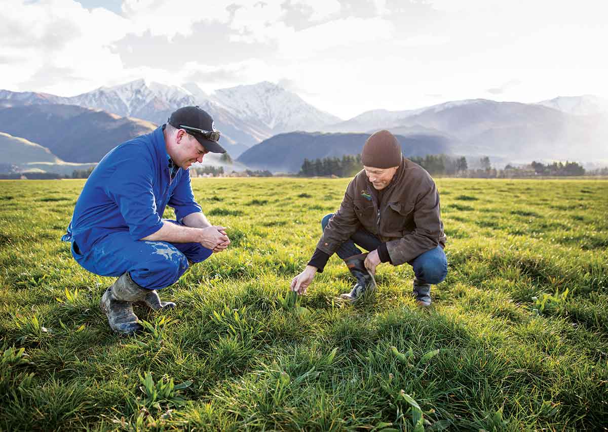Pasture Assessment Dairynz Dairynz