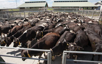 An a huge herd of cows