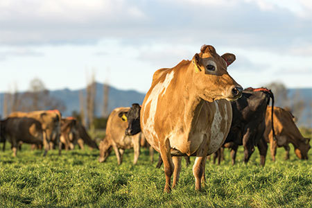 Animal Health Stockmandship 450X300