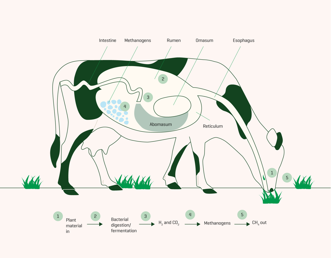 Methane Production Cycle (1)