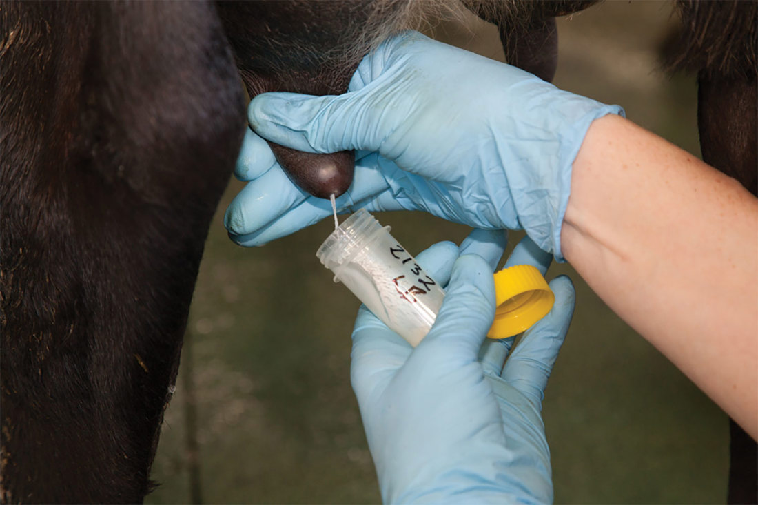 Mastitis Tech To Support Detection Milk Sample 1500X1000