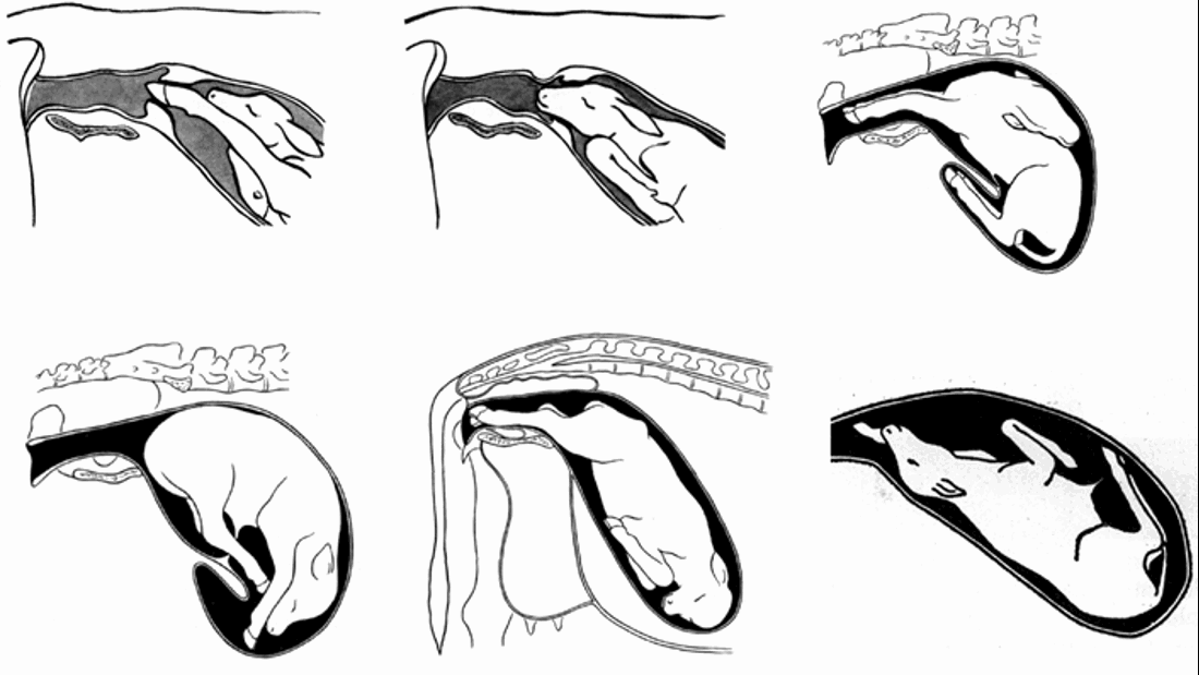 Abnormal Presentation
