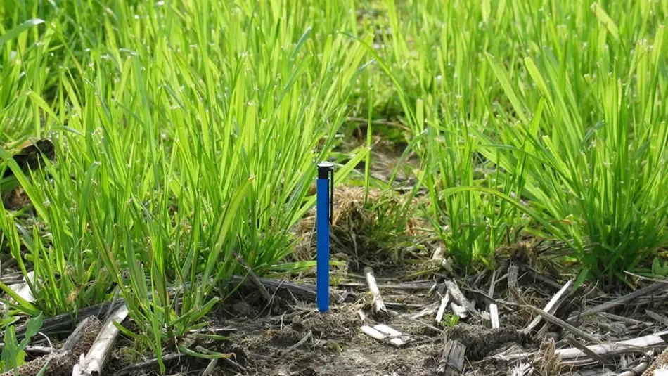 Gibberellic Acid Treated Pasture