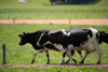 A herd of cows move across a green field