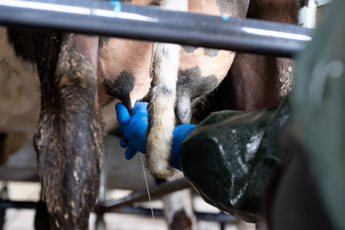 A New Zealand dairy farmer stripping milk from one teat of a cow's udder to check for signs of mastitis.