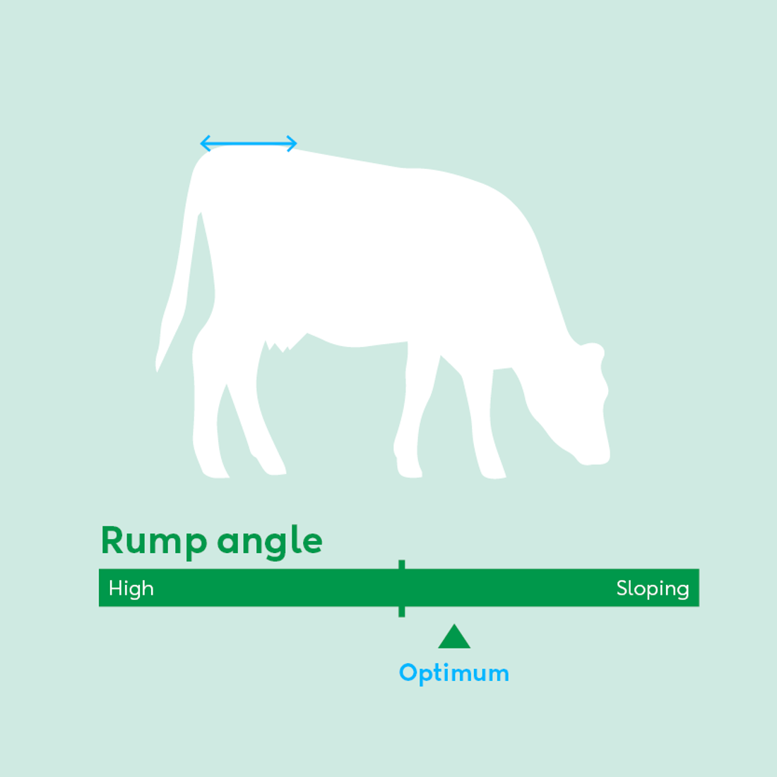Image showing ideal rump angle traits for dairy cow breeding values beyond milk production