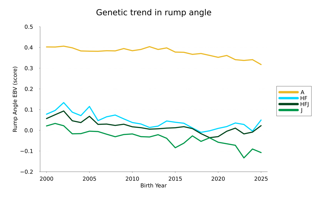 Rumpangle 25Trend