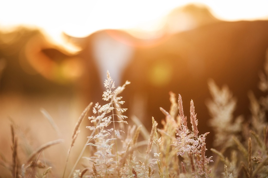 A close up of a field of grass