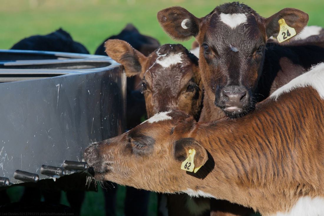 A group of calves drinking milk from a calfeteria