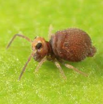 Springtail bug