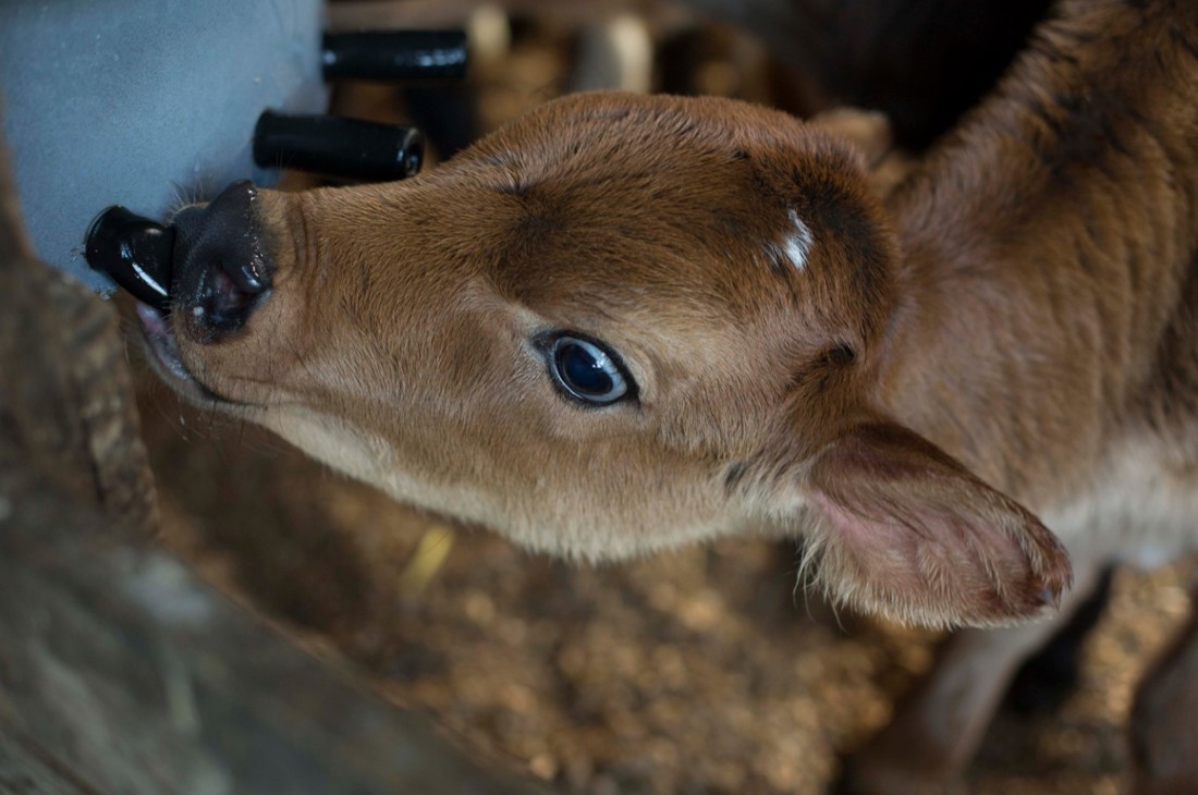 A close up of a Jersey dairy calf drinking colostrum milk from a calfeteria
