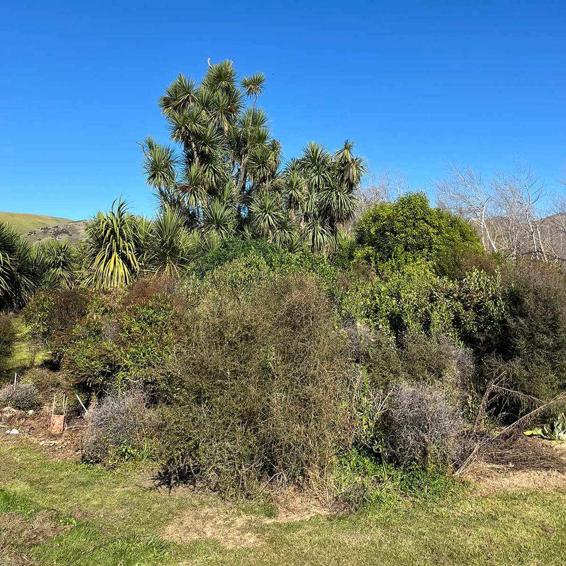 Restoring Land In Hurunui Faulkner Image7 1200Sq