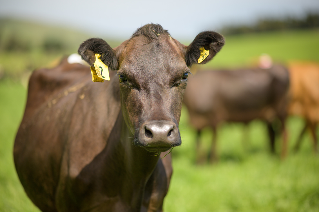 A cow with an ear tag looking at the camera