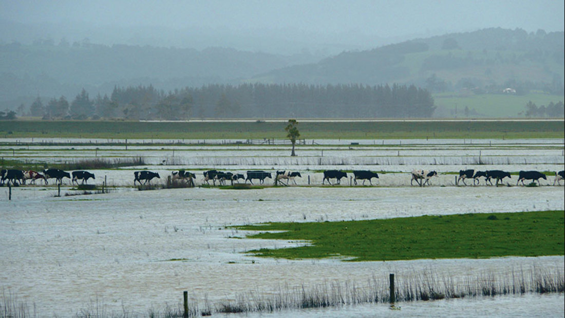 Cows searching for a way to break free from waterlogged fields in pursuit of liberty.