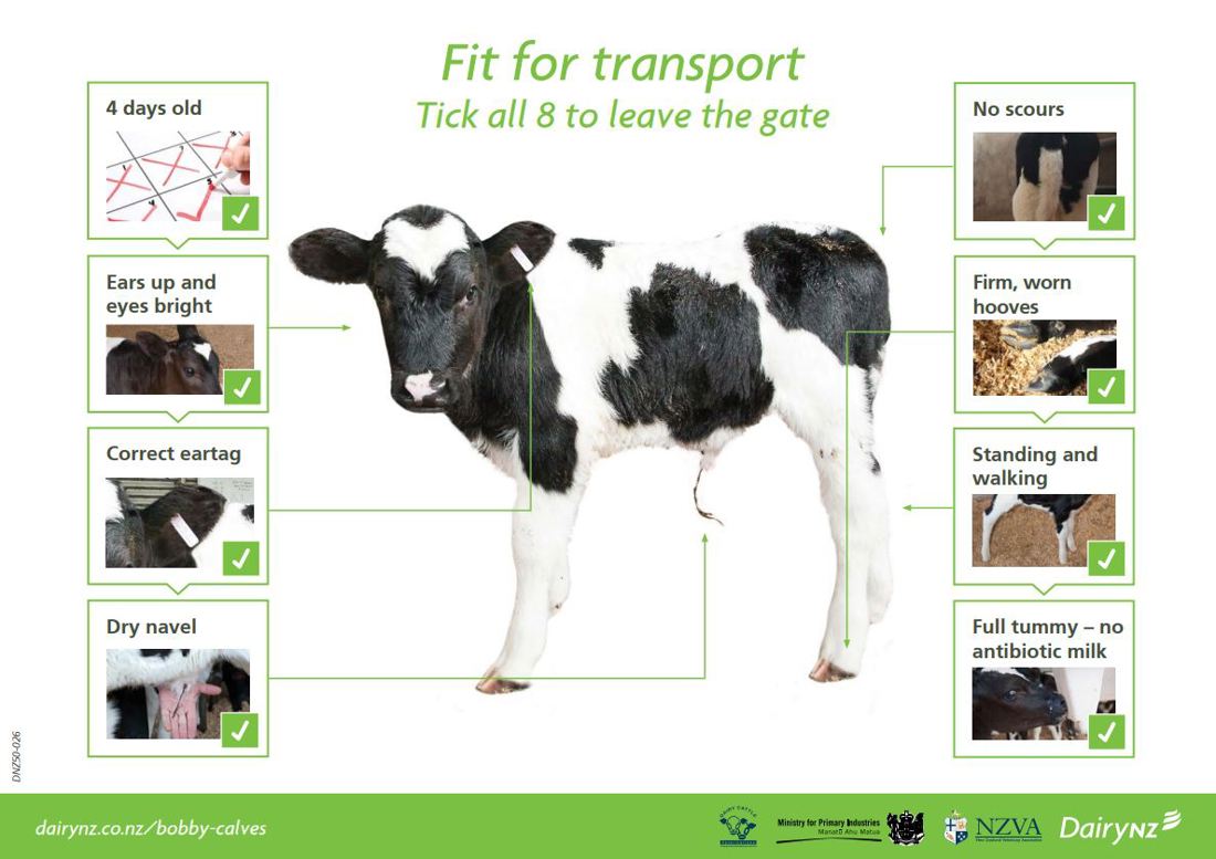 Fit For Transport Poster Image