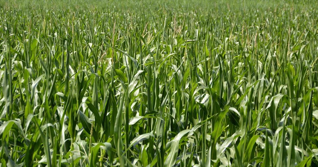 Tall slim green plants