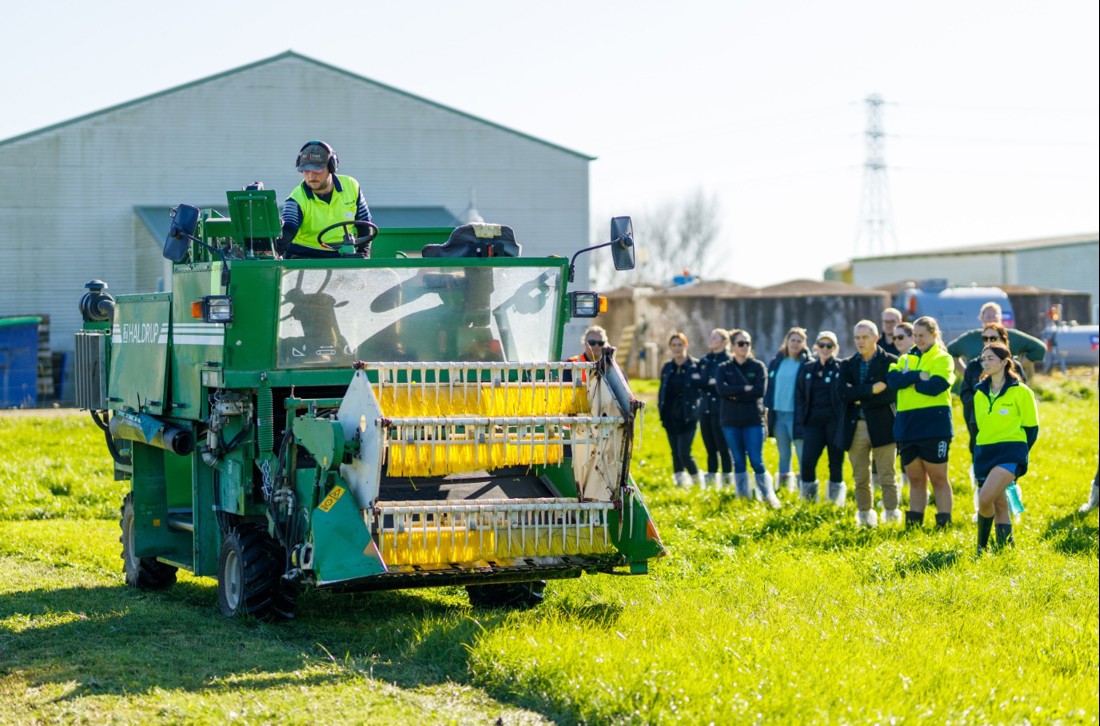 A small combine harvester being used in a paddock on the DairyNZ research farm