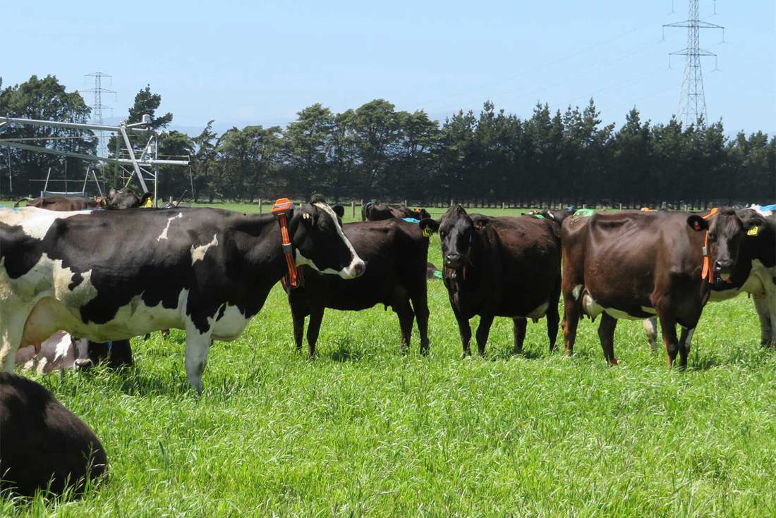 Inside Dairy Nov To Jan 2025 Future Of Farm Tech 1500X1000