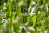 Close-up of plantain growing in a paddock