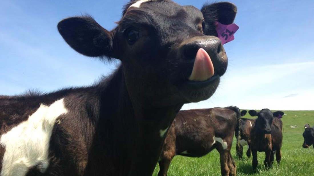 Rural Professionals Hub Breeding Advisors Heifer Image