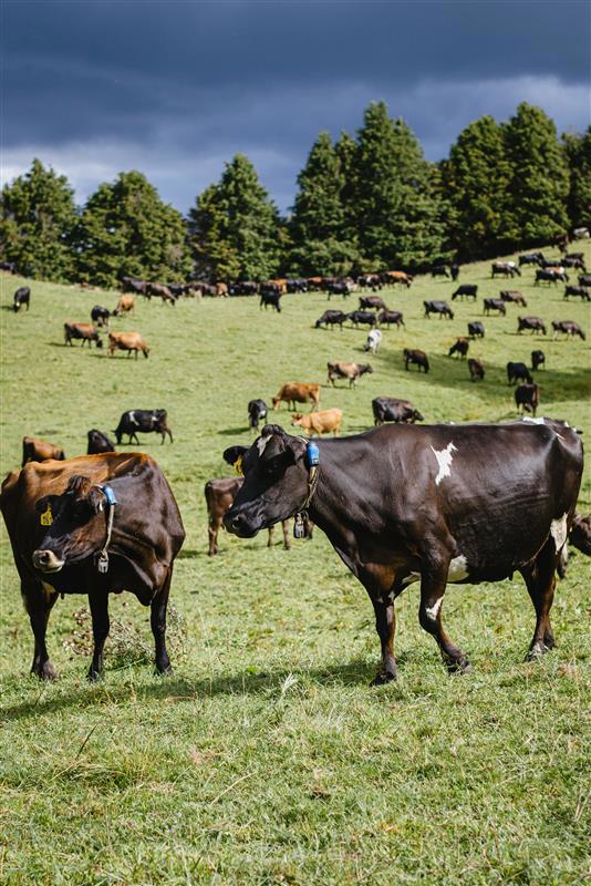 Mixed herd of New Zealand dairy cows grazing in a hillside paddock with trees in the background