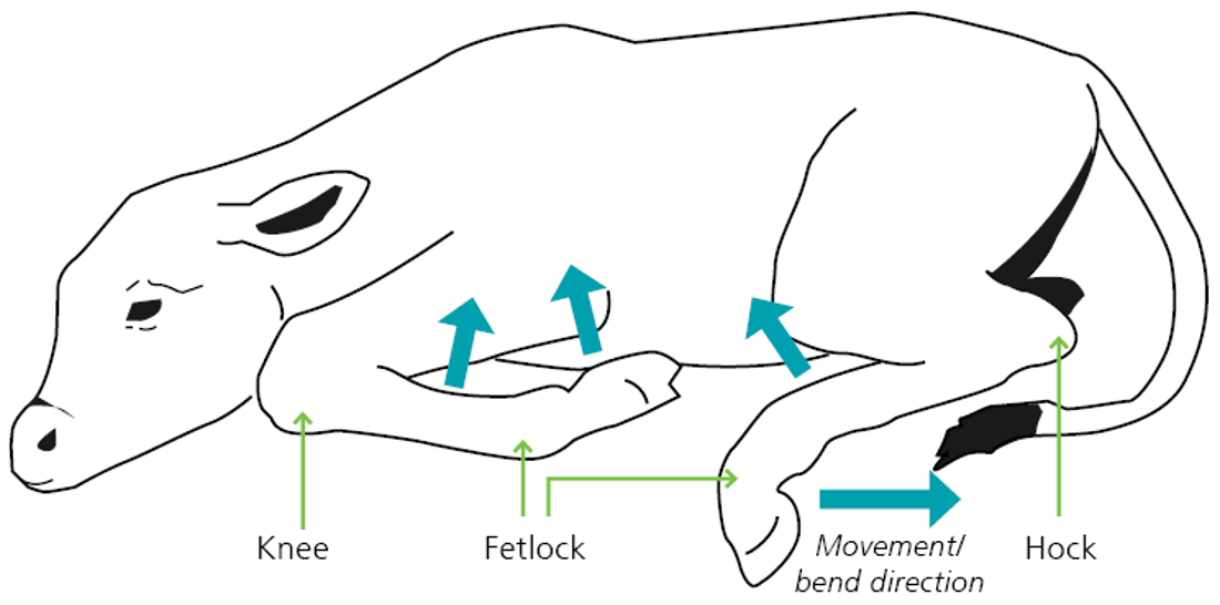 Bobby Calf Movement Bend Direction Web