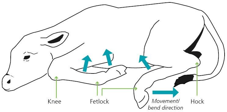 Bobby Calf Movement Bend Direction Web